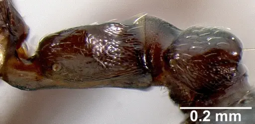 Crematogaster lobata specimen