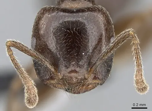 Crematogaster lobata - CASENT0054553