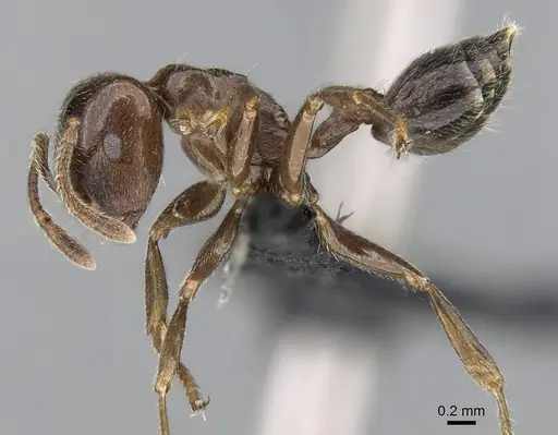 Crematogaster lobata - CASENT0054553