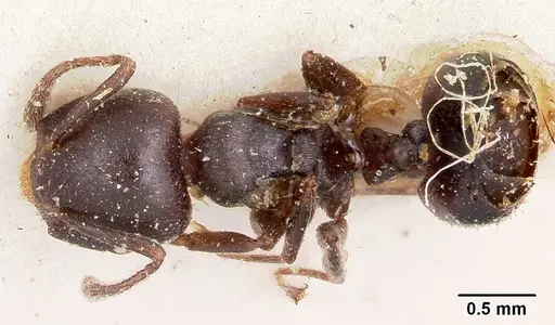 Crematogaster lobata - CASENT0101585
