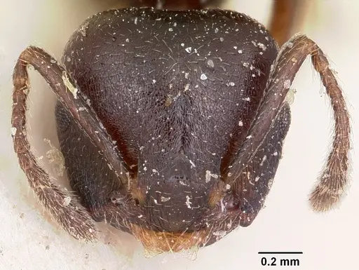 Crematogaster lobata - CASENT0101585