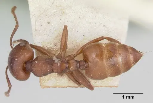 Crematogaster lobata - CASENT0101773
