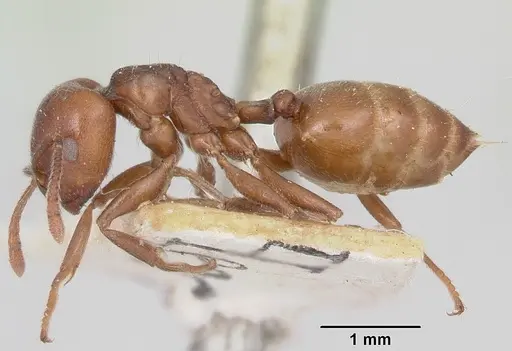 Crematogaster lobata - CASENT0101773