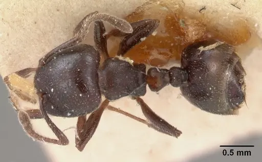 Crematogaster lobata - CASENT0102055