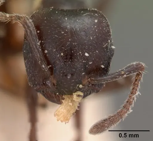 Crematogaster lobata - CASENT0102055