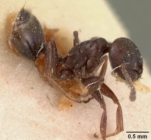 Crematogaster lobata - CASENT0102055