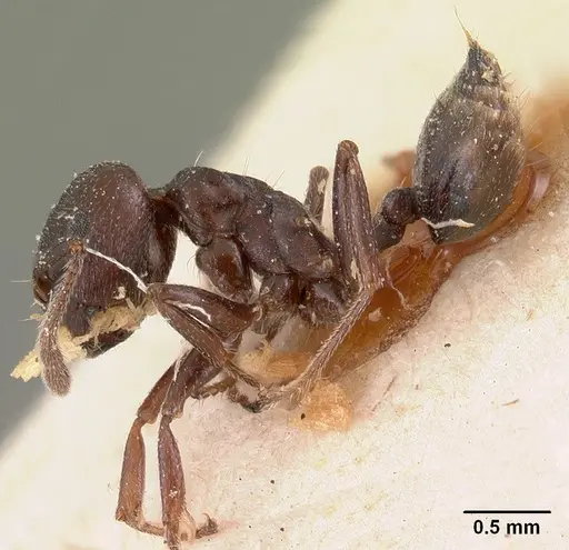 Crematogaster lobata - CASENT0102055