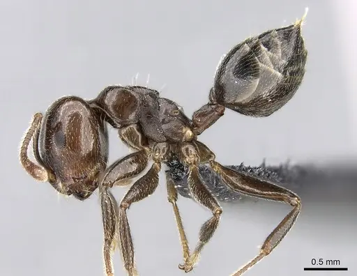 Crematogaster lobata - CASENT0125498