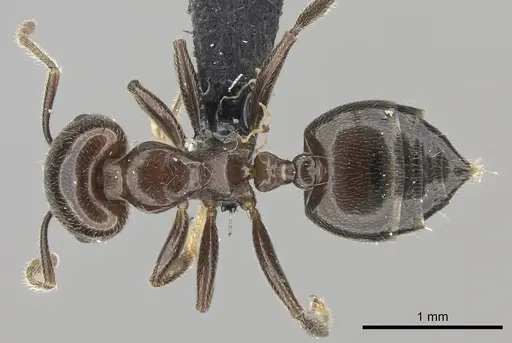 Crematogaster lobata - CASENT0136112