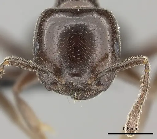 Crematogaster lobata - CASENT0136112