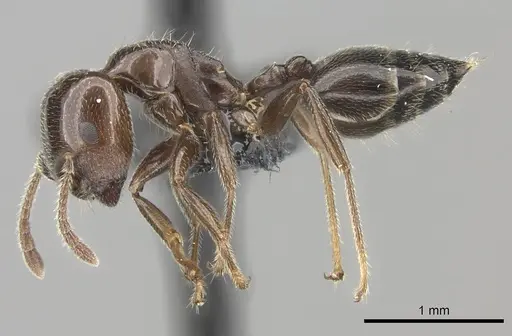 Crematogaster lobata - CASENT0136112