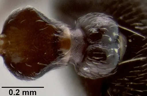 Crematogaster lobata - CASENT0193045