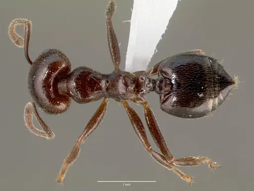Crematogaster lobata - CASENT0423124