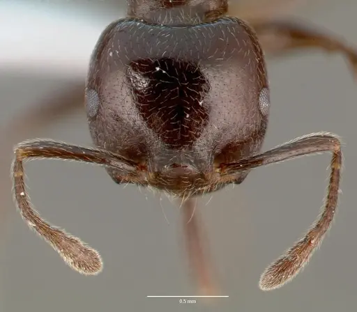 Crematogaster lobata - CASENT0423124