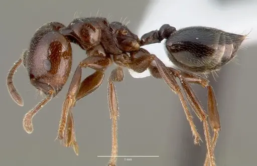 Crematogaster lobata - CASENT0423124