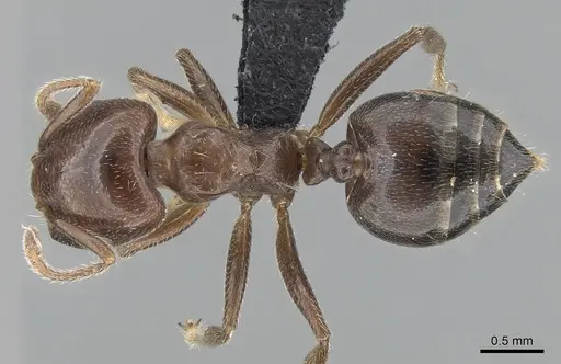 Crematogaster lobata - CASENT0439060