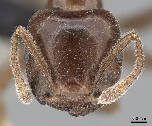 Crematogaster lobata - CASENT0439060