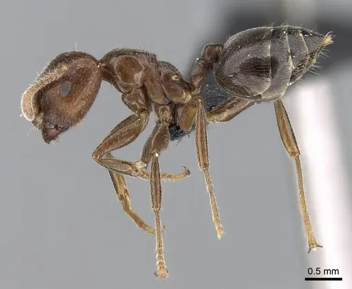 Crematogaster lobata - CASENT0439060