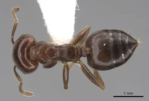 Crematogaster lobata - CASENT0922649