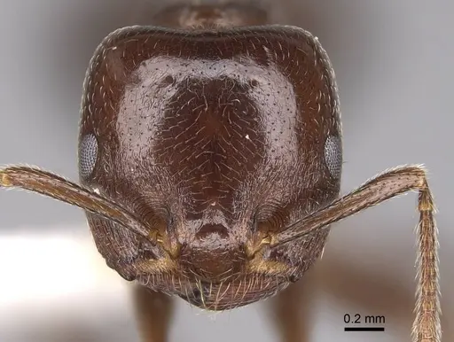 Crematogaster lobata - CASENT0922649