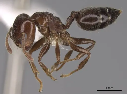 Crematogaster lobata - CASENT0922649