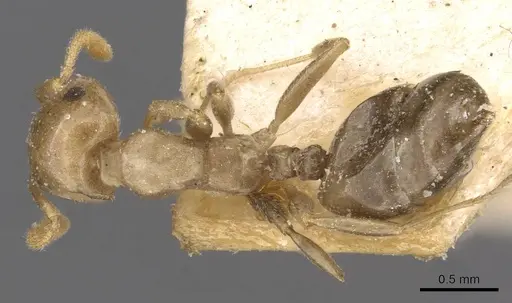 Crematogaster longicephala specimen