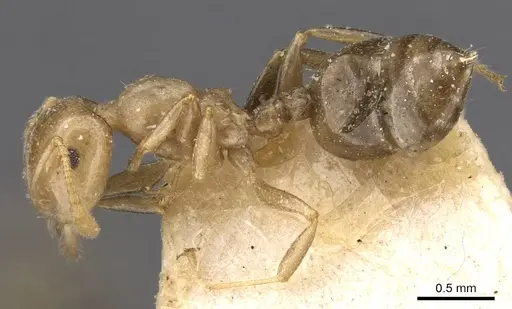 Crematogaster longicephala specimen