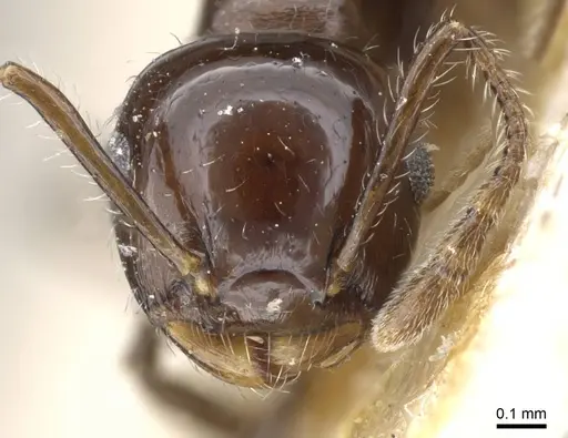 Crematogaster longiclava specimen