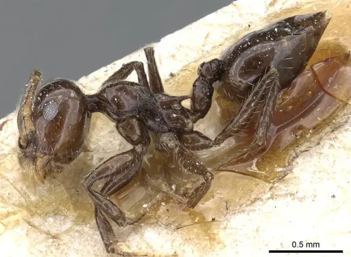 Crematogaster longiclava specimen