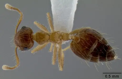 Crematogaster longipilosa specimen