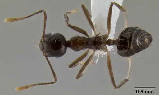 Crematogaster longispina specimen