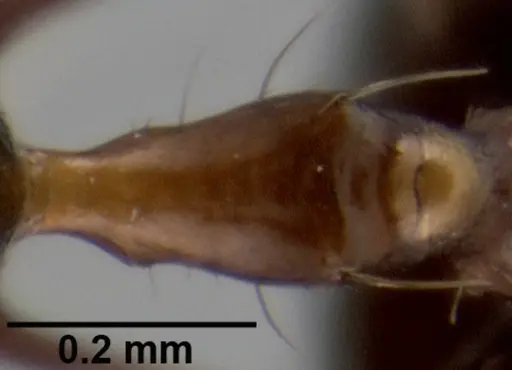 Crematogaster longispina specimen