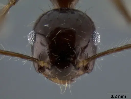 Crematogaster longispina specimen