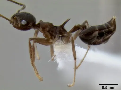 Crematogaster longispina - CASENT0193767