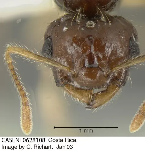 Crematogaster longispina - CASENT0628108