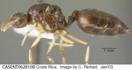 Crematogaster longispina - CASENT0628108