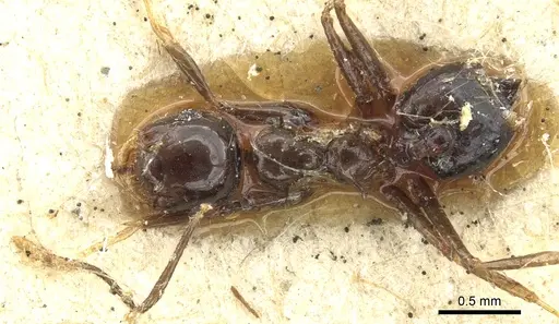 Crematogaster longispina - CASENT0902156