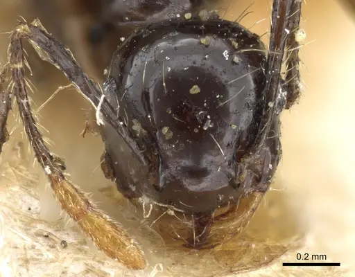 Crematogaster longispina - CASENT0904522