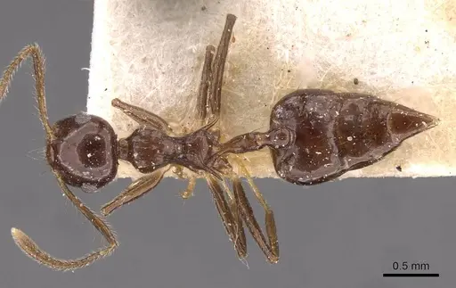 Crematogaster longispina - CASENT0908486