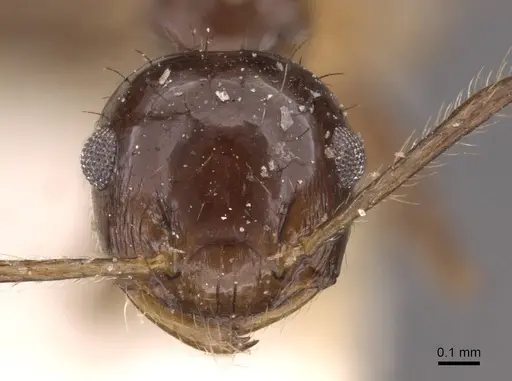 Crematogaster longispina - CASENT0908486