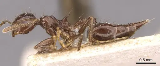 Crematogaster longispina - CASENT0908486