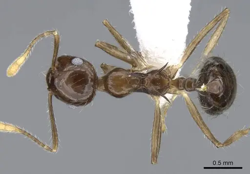 Crematogaster longispina - CASENT0914572