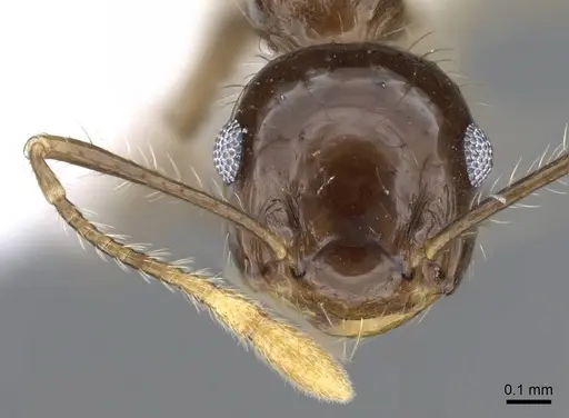 Crematogaster longispina - CASENT0914572