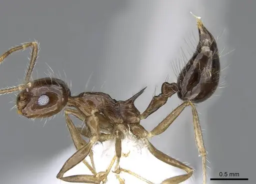 Crematogaster longispina - CASENT0914572