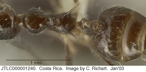 Crematogaster longispina - JTLC000001240