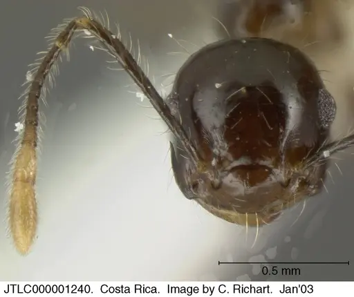 Crematogaster longispina - JTLC000001240