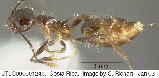 Crematogaster longispina - JTLC000001240