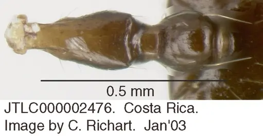 Crematogaster longispina - JTLC000002476