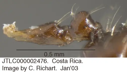 Crematogaster longispina - JTLC000002476