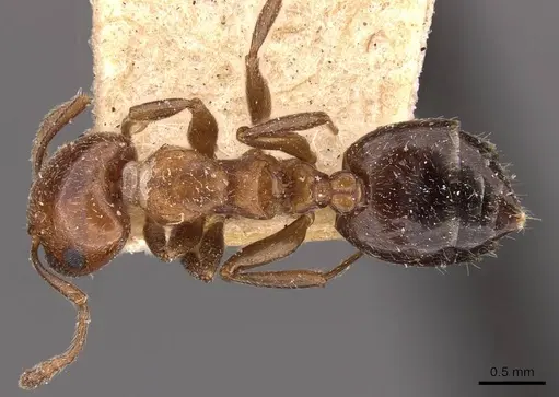 Crematogaster lorteti - CASENT0908483